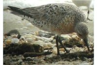 red knot